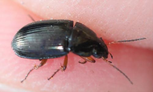 Amara sp.